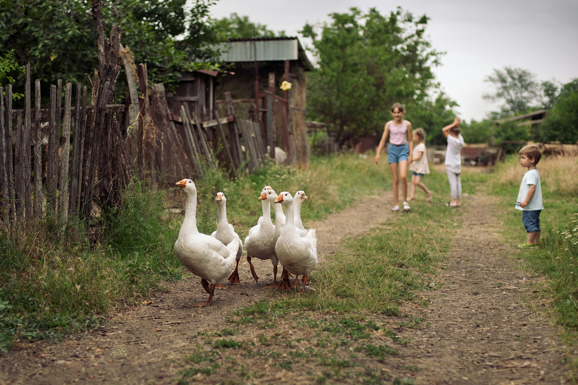 Children grazing geese in the village